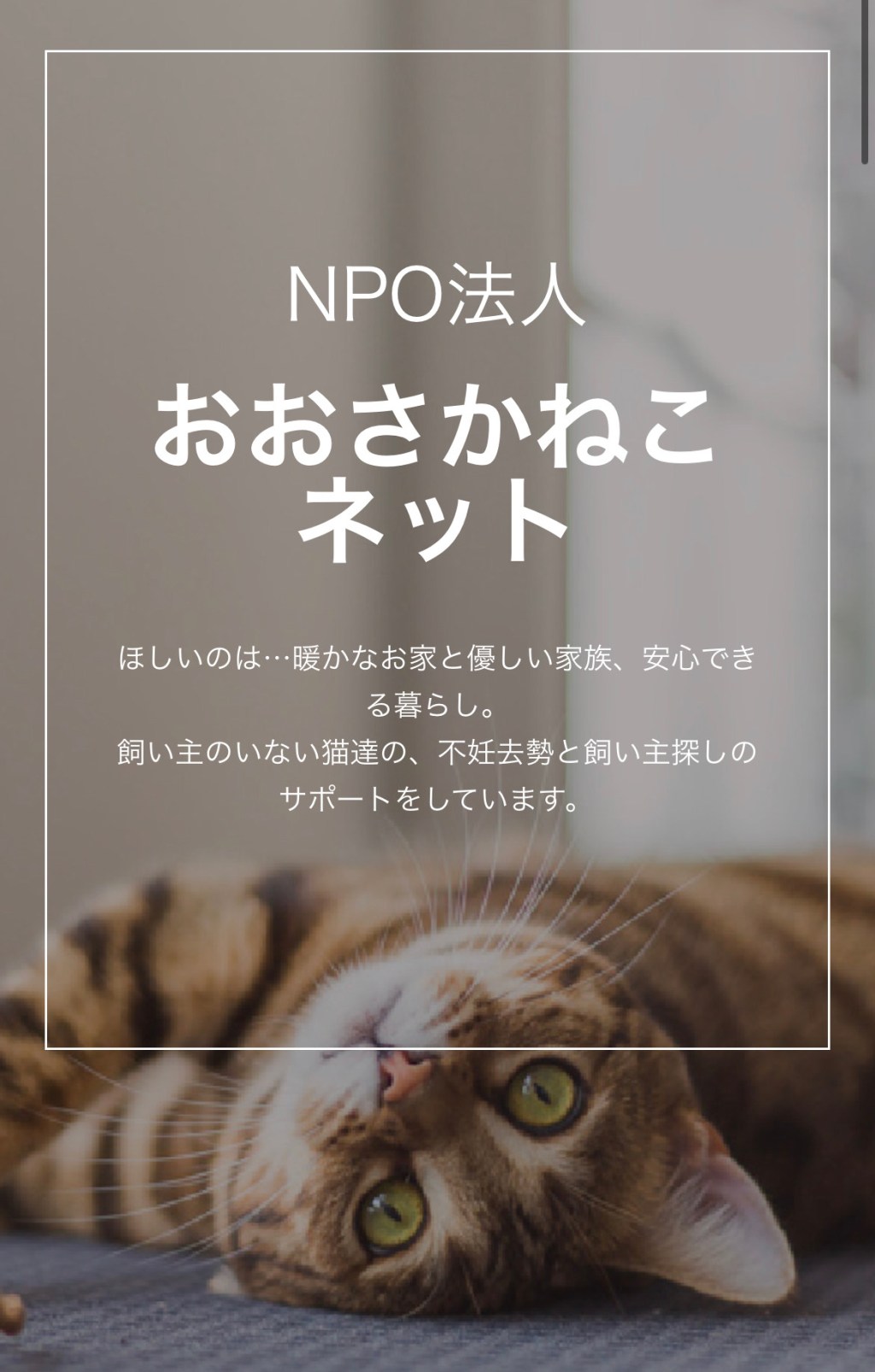 おおさかねこネットの譲渡会
