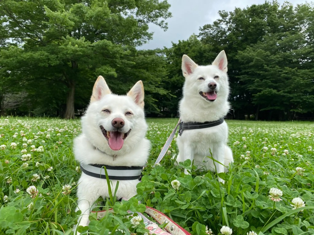 「いのちつないだワンニャン写真動画コンテスト作品展」
